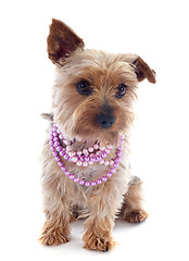 Image showing yorkshire terrier and collar