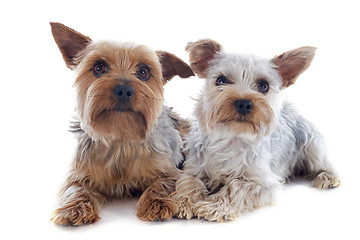 Image showing yorkshire terriers