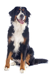 Image showing puppy bernese moutain dog