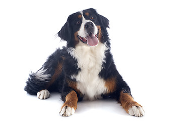 Image showing bernese moutain dog