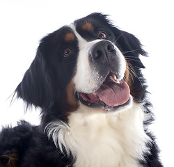Image showing bernese moutain dog