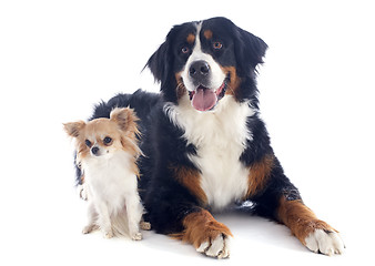 Image showing bernese moutain dog and chihuahua