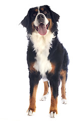 Image showing bernese moutain dog