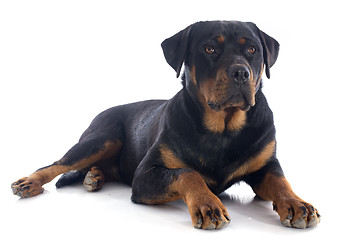 Image showing rottweiler