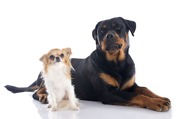 Image showing rottweiler and chihuahua