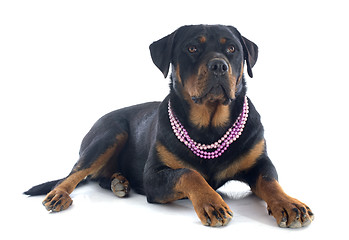 Image showing female rottweiler