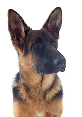 Image showing puppy german shepherd