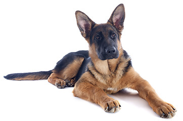 Image showing puppy german shepherd