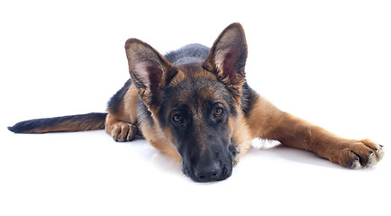 Image showing puppy german shepherd