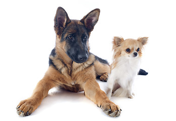 Image showing puppy german shepherd and chihuahua