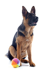 Image showing puppy german shepherd