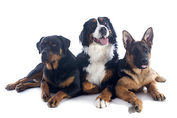 Image showing three dogs