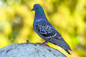 Image showing Gray dove standing