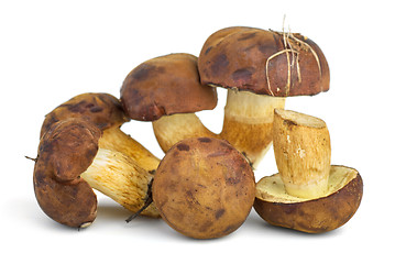 Image showing Edible mushrooms (Cepe)