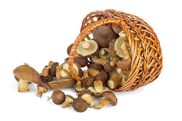 Image showing Basket and cepe mushrooms