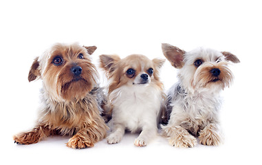 Image showing yorkshire terriers and chihuahua