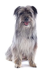 Image showing Pyrenean sheepdog 