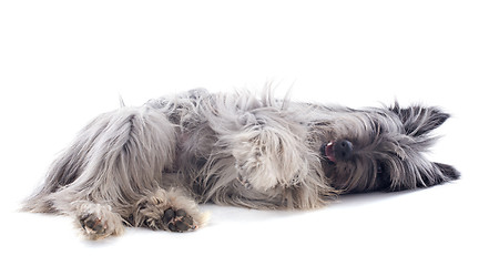 Image showing Pyrenean sheepdog 