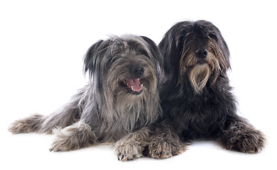 Image showing Pyrenean sheepdogs 