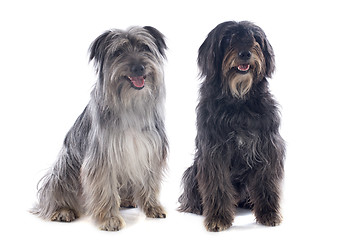 Image showing Pyrenean sheepdogs 