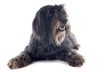 Image showing Pyrenean sheepdog 