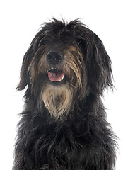 Image showing Pyrenean sheepdog 