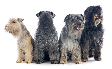 Image showing four dogs