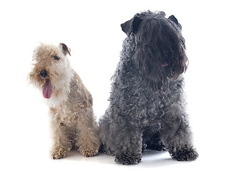 Image showing kerry blue terrier and lakeland terrier