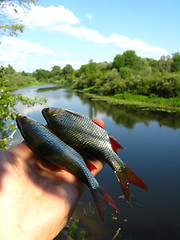 Image showing Beautiful rudd laying in the hand