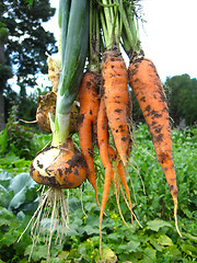 Image showing bunch of pulled out carrots and leeks