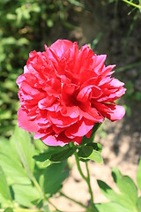 Image showing red flower of peony