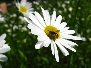 Image showing white chamomile and little fly