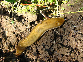 Image showing Slug creeping on the ground