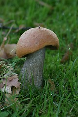 Image showing mushroom