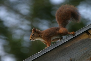 Image showing Red squirrel