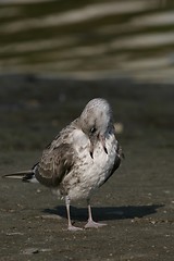 Image showing Gull grooming