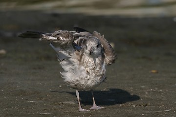 Image showing Young gull