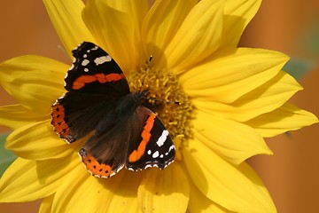 Image showing Butterfly on sun-flower