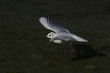 Image showing Gull landing