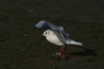 Image showing Gull walking