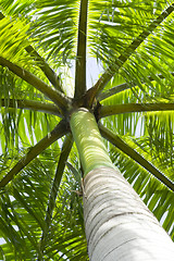 Image showing Palm tree

