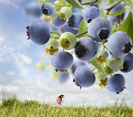 Image showing Blueberries  On A Bush 