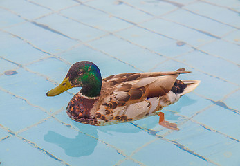 Image showing Duck bird