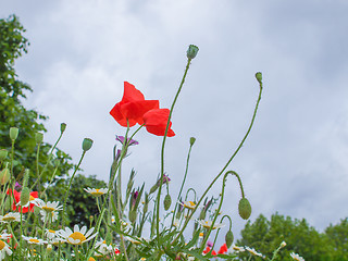 Image showing Papaver flower