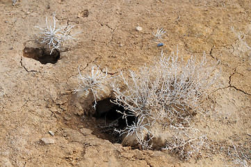 Image showing Desert Plants and Rodent Holes