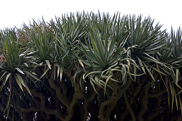 Image showing Dragon Blood Tree