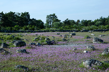 Image showing Purple chive wildflowers