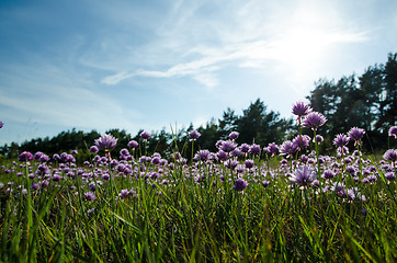 Image showing Chives wildflowers