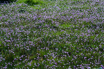 Image showing Chives carpet