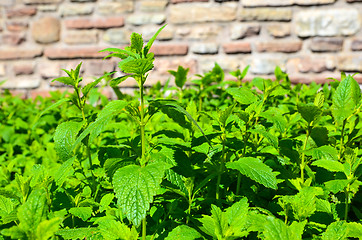 Image showing In the lemon balm bed